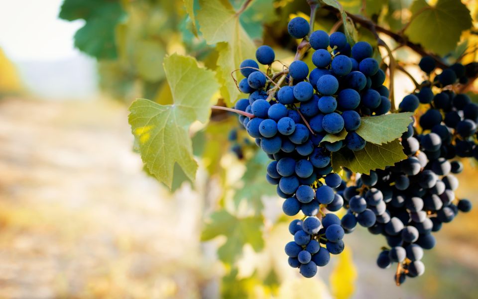 From Milan: Barolo Wine Tasting, Alba Tour and Castle Visit - Price and value: is $225.44 a fair deal?