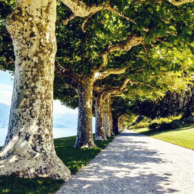 Lake Como: Lakeside Villas Entry Tickets with Ferries - Villa Carlotta in Tremezzina: 17th-century elegance and botanical color