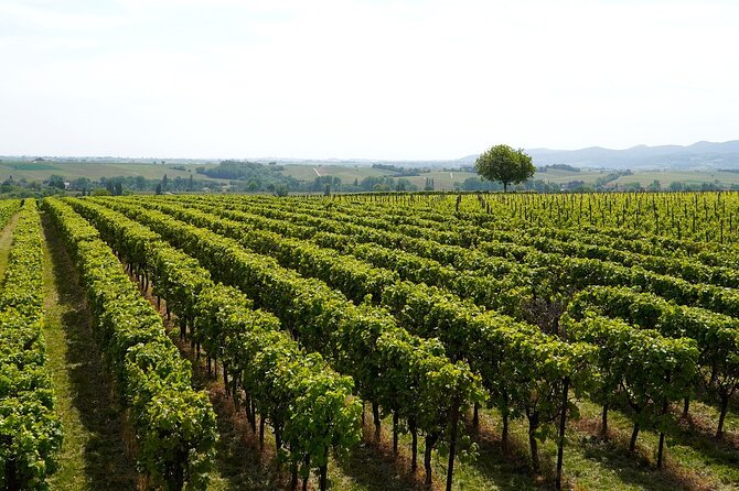 Lake Iseo & Franciacorta Winery. Scenic & Wine Tasting tour - Franciacorta wine route: sparkling tastings with snack time